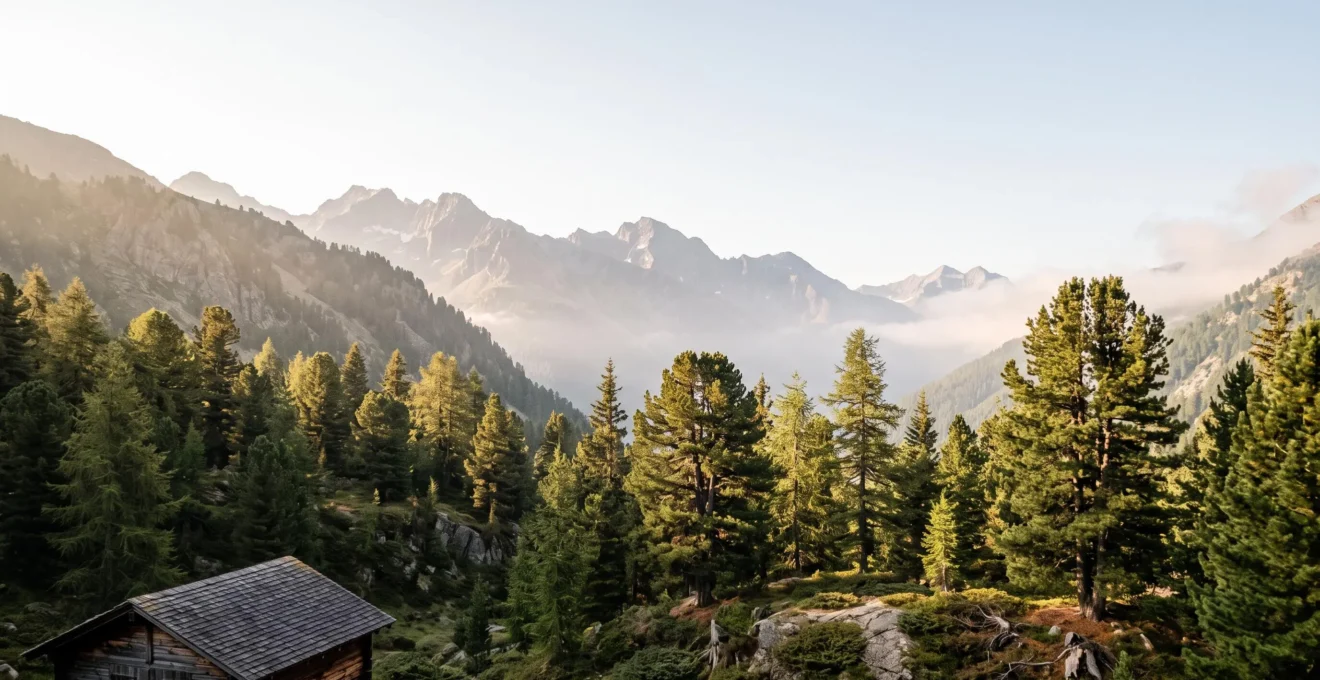 Vue majestueuse d'une forêt alpine suisse mêlant pins cembro, mélèzes et épicéas au lever du jour