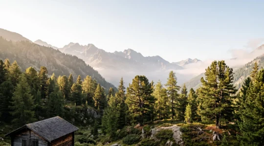 Vue majestueuse d'une forêt alpine suisse mêlant pins cembro, mélèzes et épicéas au lever du jour
